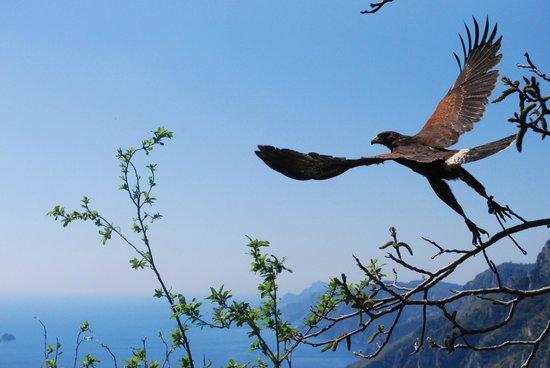 Le Ali nel Vento - Birds of Prey Experience